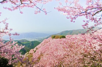 🌸 팔백만 신의 궁전(야오요로즈노카미노고텐) 이미지 2